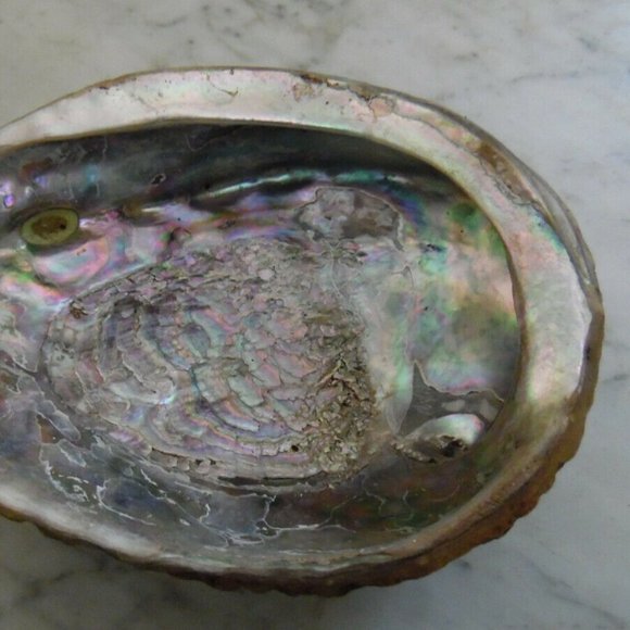 Beautiful Abalone Shell Antique & Vintage lot of 4~Size 8"~8"~6.5"~4 3/4''inches - Picture 11 of 16